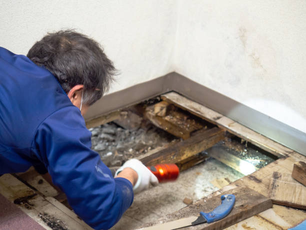 Best Certified Mold Removal  in Hernando, FL