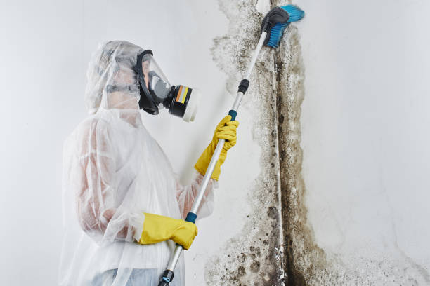 Best Attic Mold Removal  in Hernando, FL