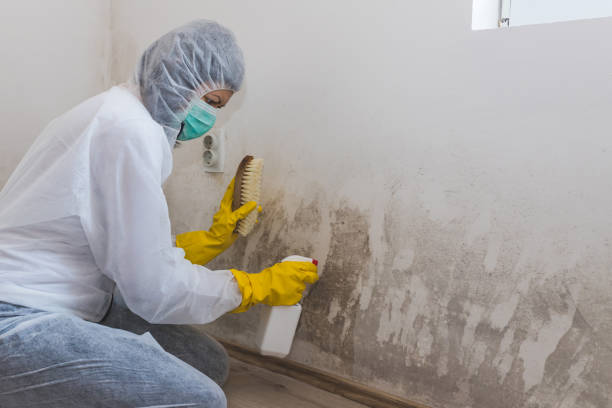 Best Mold Inspection  in Hernando, FL