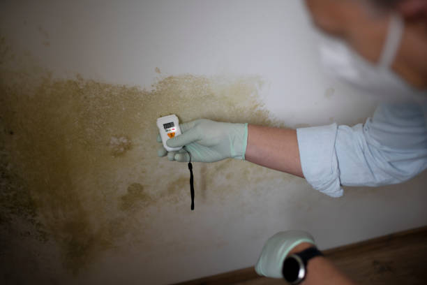 Best Mold Damage Repair  in Hernando, FL