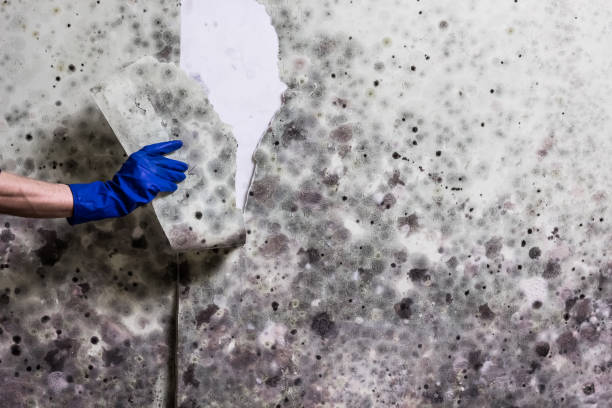 Best Crawl Space Mold Removal  in Hernando, FL