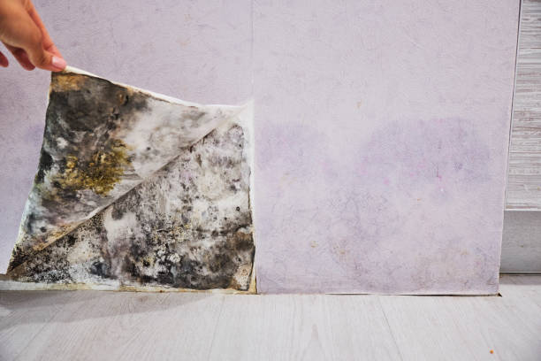 Best Fast Mold Removal  in Hernando, FL